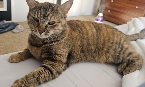 Lost Female Cat last seen West mill & colony , Highland Heights, OH 44143