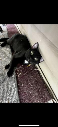 Lost Male Cat last seen Cedar and 157th, Apple Valley, MN 55124