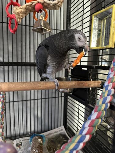 Lost Female Bird last seen Macclesby Ln and South Silver Green, Channelview, TX 77530
