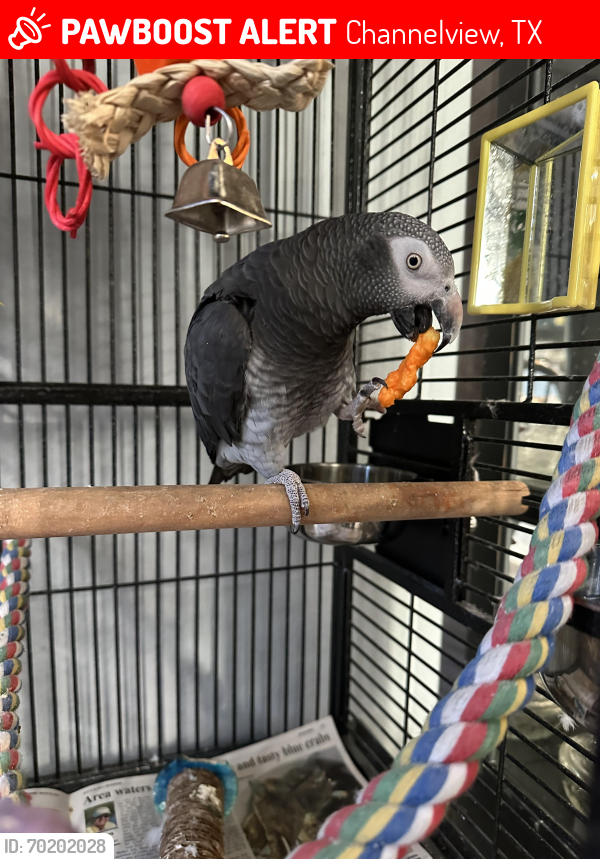 Lost Female Bird last seen Macclesby Ln and South Silver Green, Channelview, TX 77530