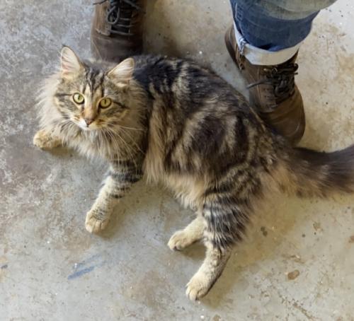 Lost Male Cat last seen Rice ln, Havelock, NC 28532
