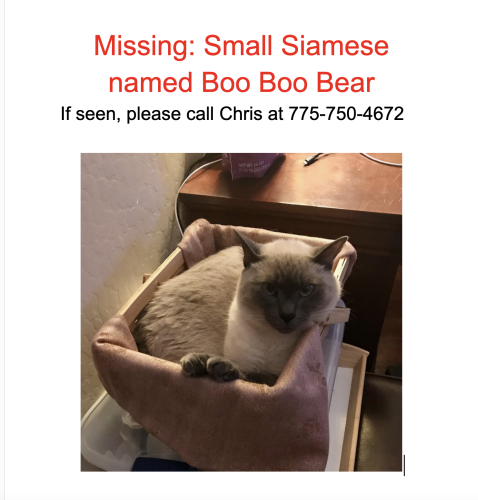 Lost Male Cat last seen Sonoran Desert Drive and Paloma Parkway, Phoenix, AZ 85085
