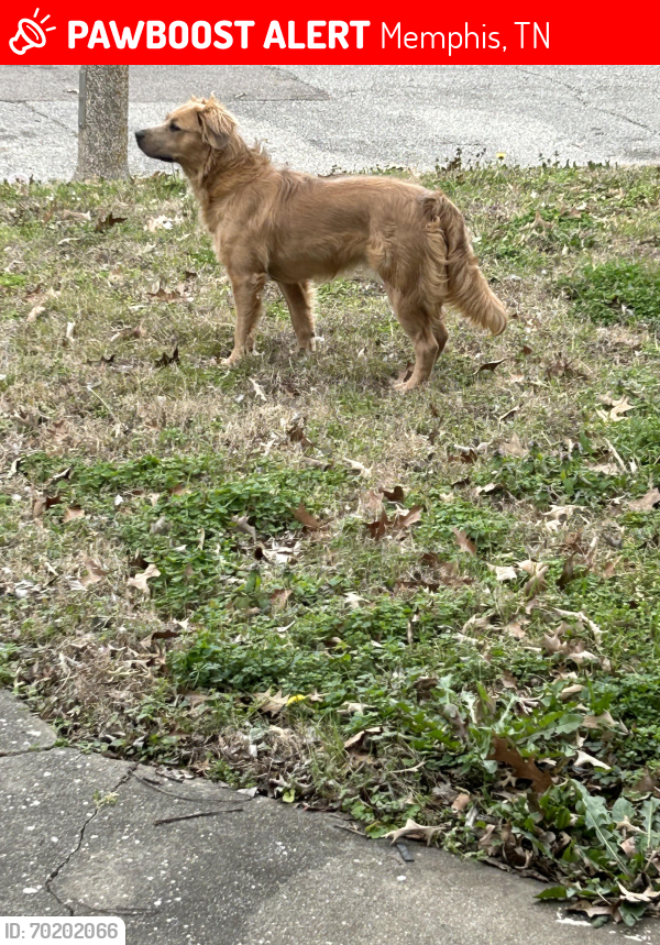 Lost Male Dog last seen South memphis, Memphis, TN 38106