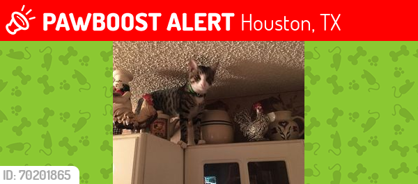 Lost Male Cat last seen Winding Trace Dr./Cactus Flower - Northwest Houston, 77086, Houston, TX 77086