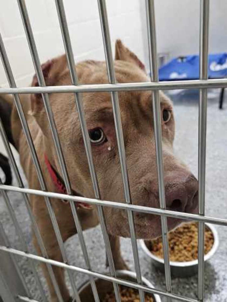 Shelter Stray Female Dog last seen Near S HARRELLS FERRY RD, 70816, LA, Baton Rouge, LA 70820