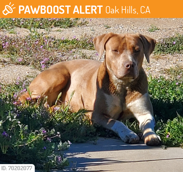 Found/Stray Female Dog last seen Silver Palm and Braceo, Oak Hills, CA 92344