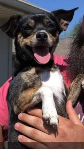 Lost Female Dog last seen Mt vernon and west Springfield mo , Springfield, MO 65806