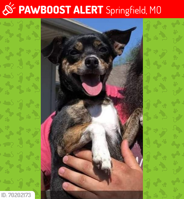Lost Female Dog last seen Mt vernon and west Springfield mo , Springfield, MO 65806