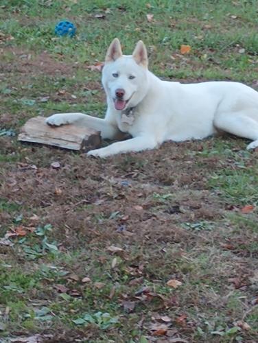 Lost Male Dog last seen Near Salem Rd Oxford nc, Oxford, NC 27565