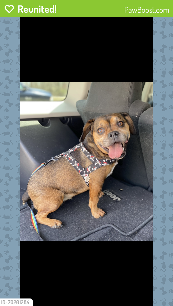 Reunited Female Dog last seen Silver Spring , Montgomery County, MD 20904