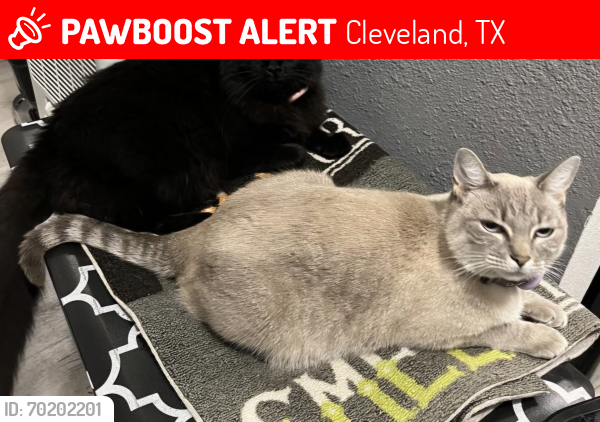 Lost Female Cat last seen Jefferson ave and Perry cleveland tx, Cleveland, TX 77327