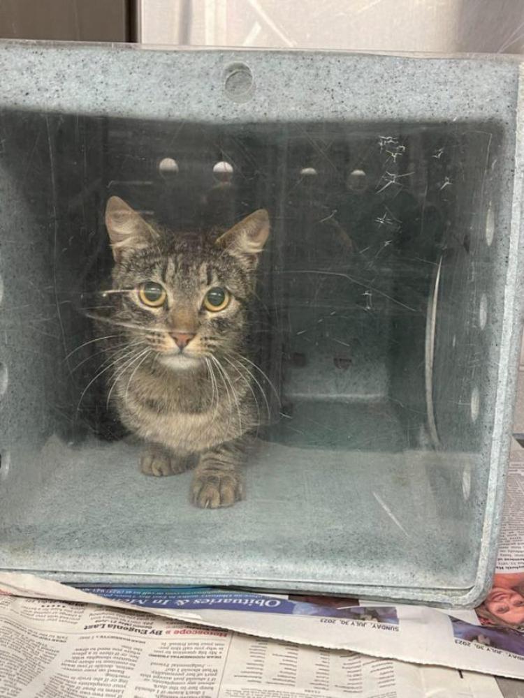 Shelter Stray Unknown Cat last seen POND 1/SHORELINE, Hayward, CA 94544