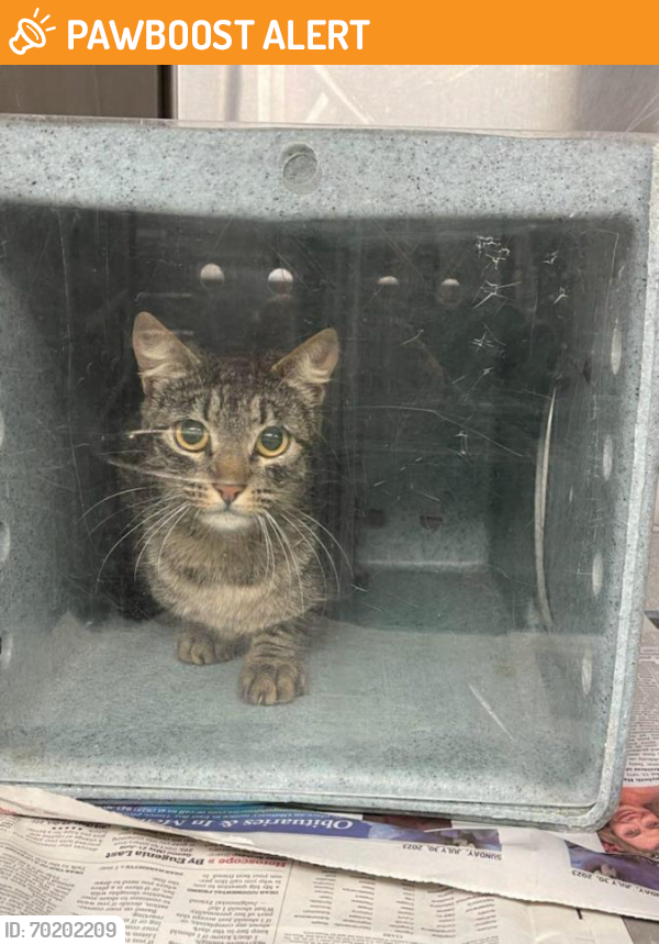 Shelter Stray Female Cat last seen POND 1/SHORELINE, Hayward, CA 94544