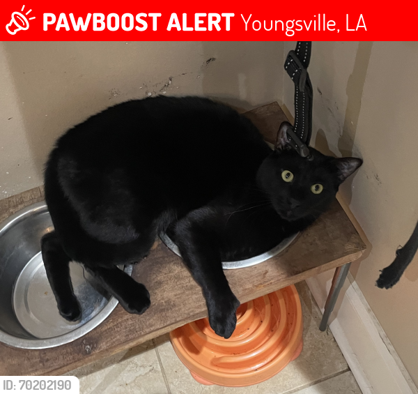 Lost Male Cat last seen Guillot Rd. and Breck Ave Youngsville, LA, Youngsville, LA 70592