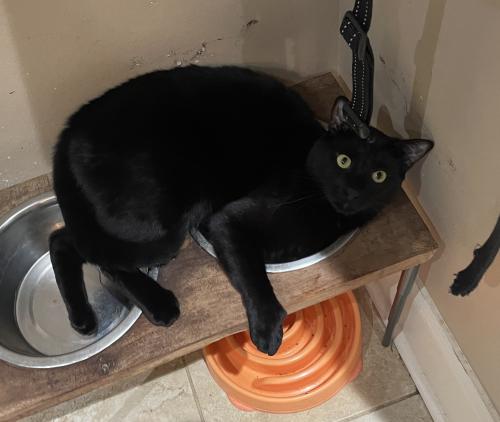 Lost Male Cat last seen Guillot Rd. and Breck Ave Youngsville, LA, Youngsville, LA 70592