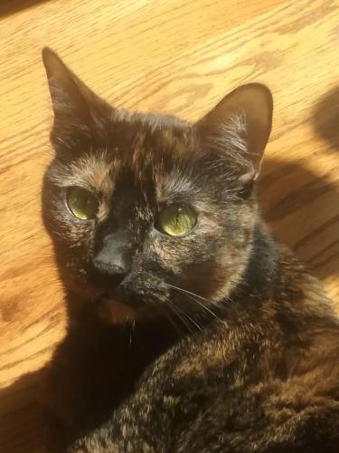 Lost Female Cat last seen Near Cat Rangers and Boat Yard, Buford, GA 30518
