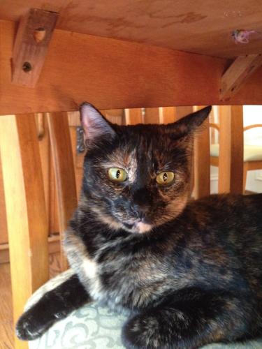 Lost Female Cat last seen Chattahoochee Rec Area, Sandy Springs, GA 30350