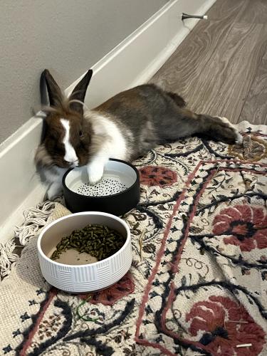 Lost Female Rabbit last seen Was taken to a shelter, San Diego, CA 92120
