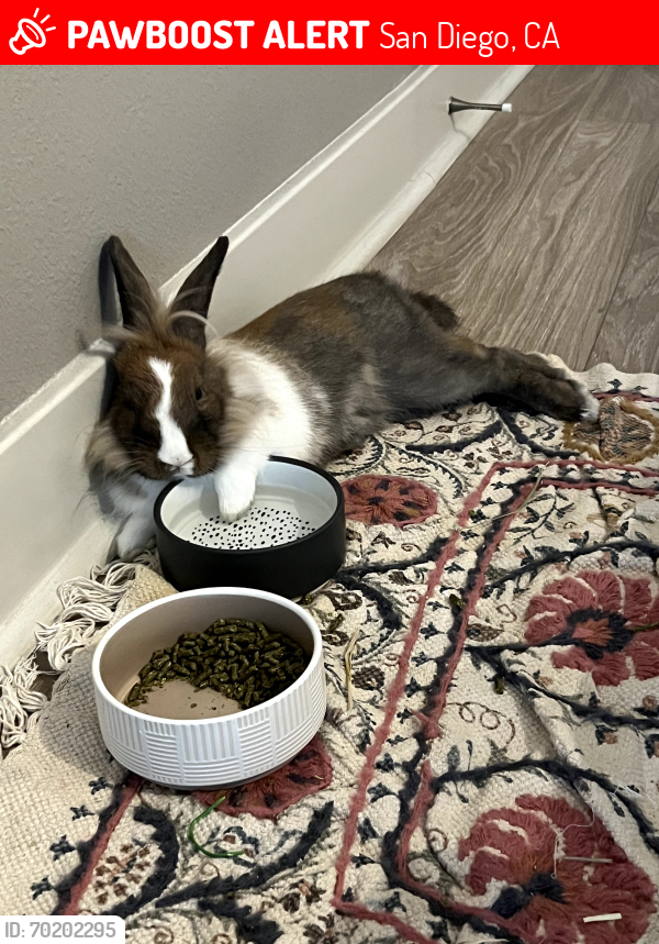 Lost Female Rabbit last seen Was taken to a shelter, San Diego, CA 92120