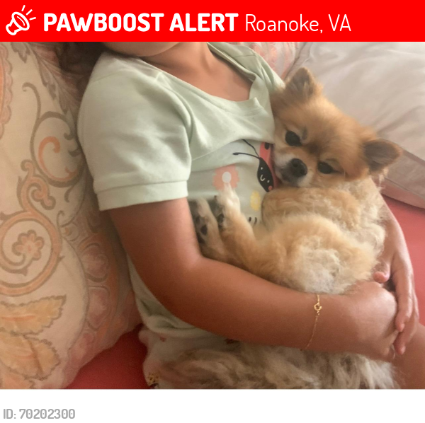 Lost Female Dog last seen Roanoke va, Roanoke, VA 24012
