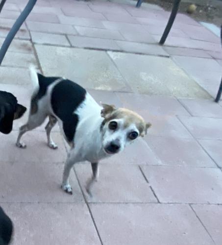 Lost Female Dog last seen Santa clara elementary school, Tucson, AZ 85756