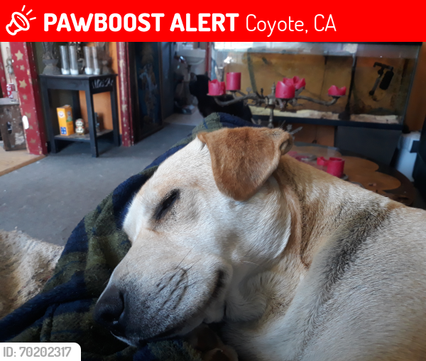 Lost Female Dog last seen Tattoo shop in coyote, Coyote, CA 95013