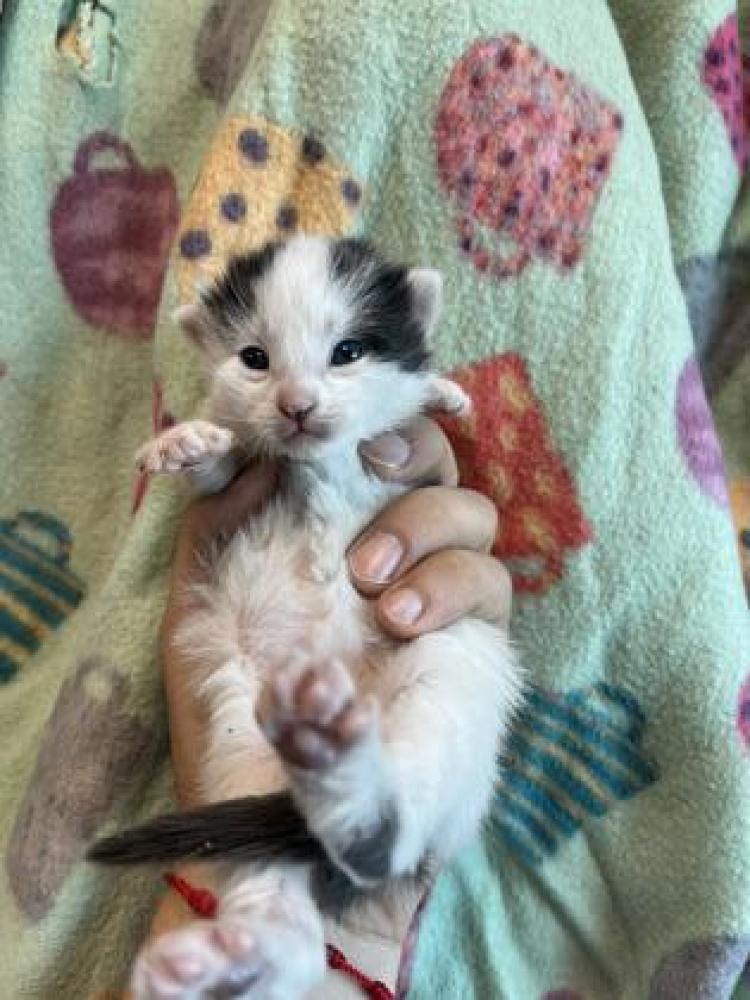 Shelter Stray Female Cat last seen El Paso, TX , Fort Bliss, TX 79906