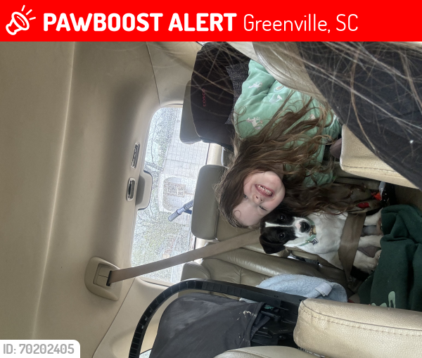 Lost Female Dog last seen Little pigs bbq and Arby’s , Greenville, SC 29687