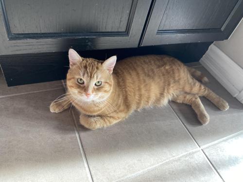 Lost Male Cat last seen Sydenham and hickling trail by hickling park, Barrie, ON L4M 6R5