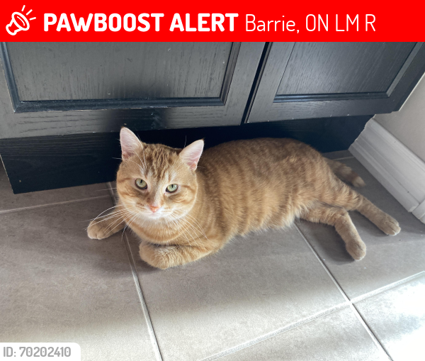 Lost Male Cat last seen Sydenham and hickling trail by hickling park, Barrie, ON L4M 6R5