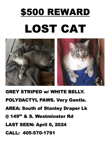 Lost Male Cat last seen south of Dr Lake, on S. Westminster RD, Oklahoma City, OK 73165