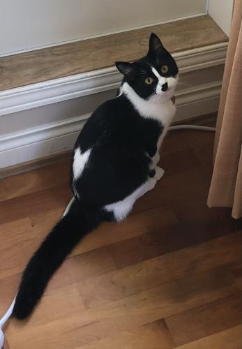 Lost Female Cat last seen Montroyal , North Vancouver, BC V7N