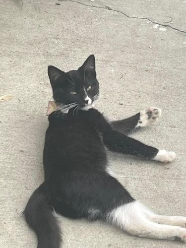 Lost Male Cat last seen Cherry lane and meridian rd , Meridian, ID 83642