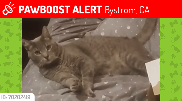 Lost Male Cat last seen River rd Modesto, Bystrom, CA 95351