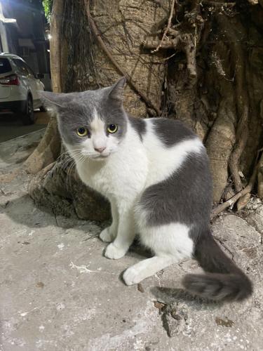Lost Male Cat last seen Kirtimandir society, LJ road, in Hinduja lane, Mumbai, MH 