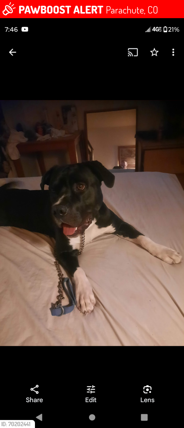 Lost Male Dog last seen Buds dispensary, Parachute, CO 81635