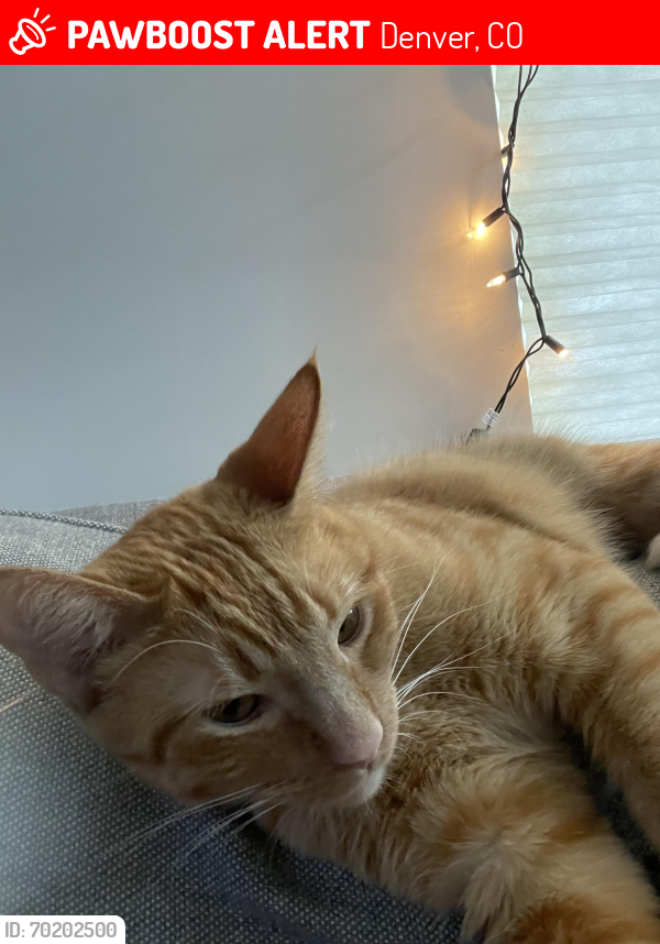 Lost Male Cat last seen E 35th Ave and Central Park Ave, Denver, CO 80238