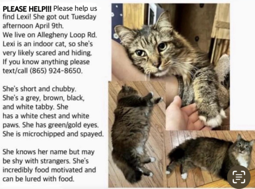 Lost Female Cat last seen Near Allegheny Loop Rd, Maryville, TN 37803, Maryville, TN 37803