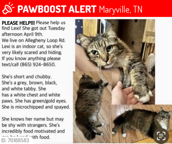 Lost Female Cat last seen Near Allegheny Loop Rd, Maryville, TN 37803, Maryville, TN 37803