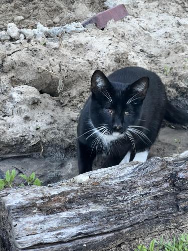 Lost Male Cat last seen Crille Ave & Silver Lake Road, Palatka, FL 32177