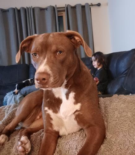 Lost Female Dog last seen Southern Ave and Horne, Mesa, AZ 85204