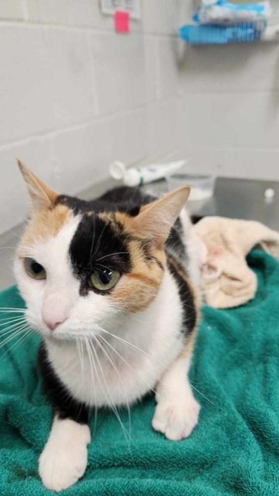 Shelter Stray Female Cat last seen Near Harlem Ave, 21217, MD, Baltimore, MD 21230