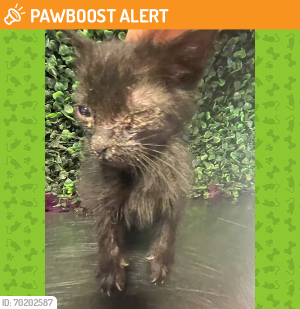 Shelter Stray Male Cat last seen El Paso County, TX , Fort Bliss, TX 79906