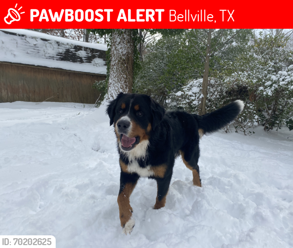Lost Male Dog last seen Clark park , Bellville, TX 77418