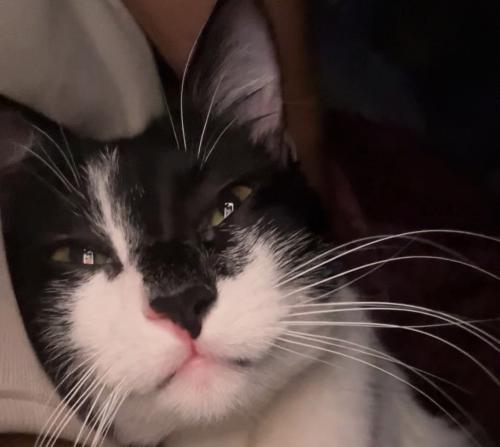 Lost Male Cat last seen Near E River Rd Fridley, MN  55432 United States, Fridley, MN 55432
