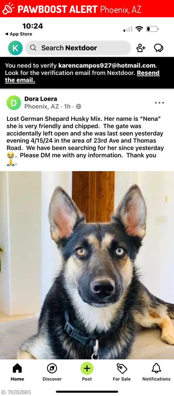 Lost Female Dog last seen Near rd ave and Thomas road, Phoenix, AZ 85015