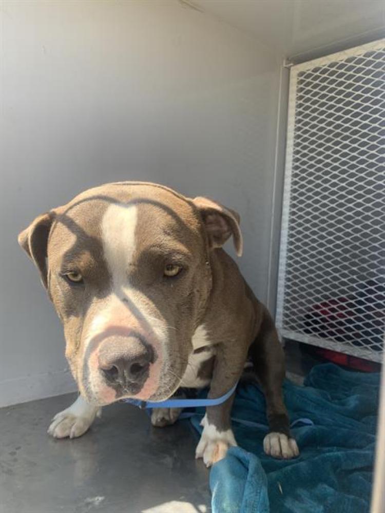 Shelter Stray Male Dog last seen Near BLOCK E HOSKING AVE, BAKERSFIELD CA 93307, Bakersfield, CA 93308