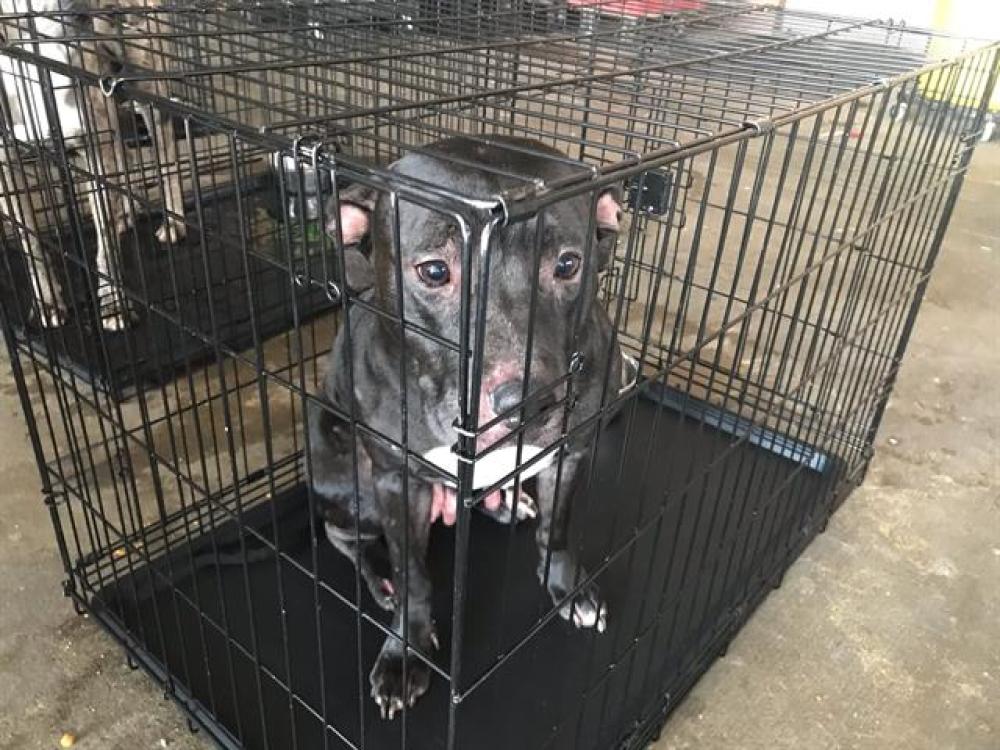 Shelter Stray Female Dog last seen Near BLOCK AND RIM ROTT TRAIL, Austin, TX 78702