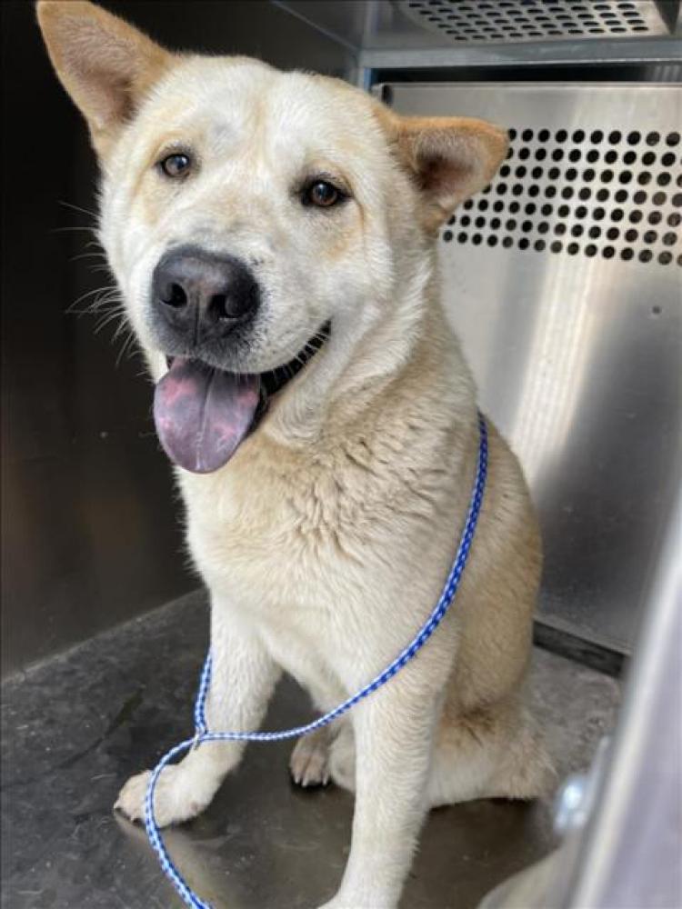 Shelter Stray Male Dog last seen Near BLOCK WIND CHIME DRIVE, Austin, TX 78702