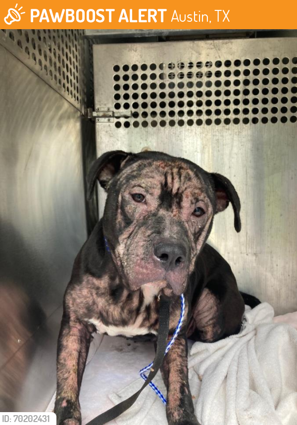 Shelter Stray Male Dog last seen Near BLOCK WICKERSHAM LANE, Austin, TX 78702